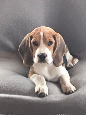 Beagle: Bo