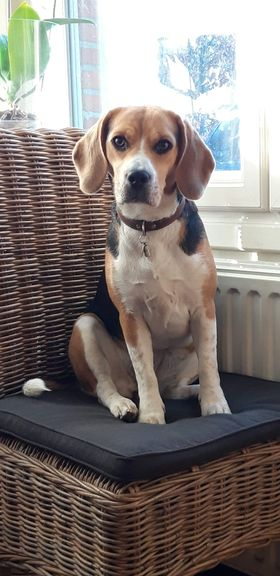 Beagle: Lily